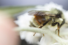 Bombus vancouverensis vancouverensis