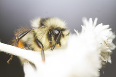 Bombus vancouverensis vancouverensis