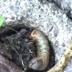 Dynastes tityus