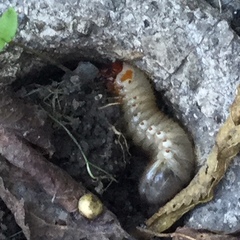 Dynastes tityus