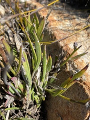 Osteospermum asperulum