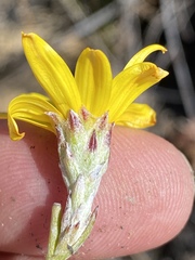 Osteospermum asperulum