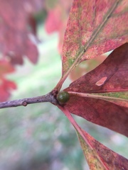 Andricus mamillaformis