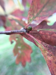 Andricus mamillaformis