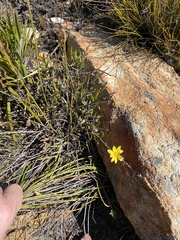 Osteospermum asperulum