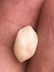 Arcopsis adamsi