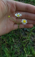 Erigeron vernus