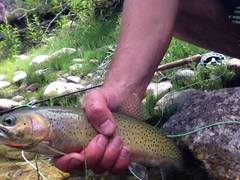 Oncorhynchus clarkii