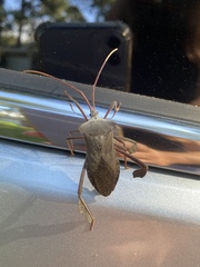 Acanthocephala declivis