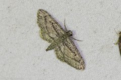 Eupithecia longidens
