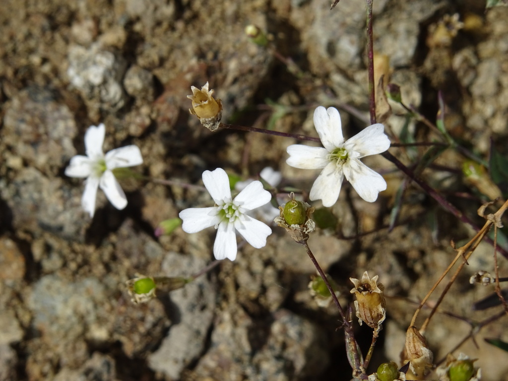 Rock Campion