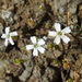 Rock Campion - Photo (c) Joey Bom, some rights reserved (CC BY-NC), uploaded by Joey Bom