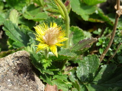 Mountain Avens (Geum montanum)