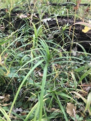 Carex muskingumensis