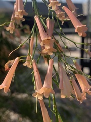 Russelia equisetiformis