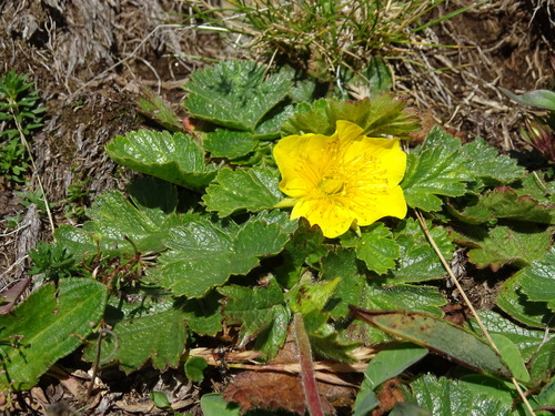 Geum montanum (Geum montanum)
