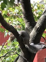 Sciurus carolinensis