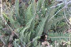 Polystichum orbiculatum