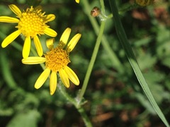 Senecio laevigatus