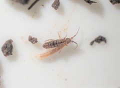 Orchesella villosa