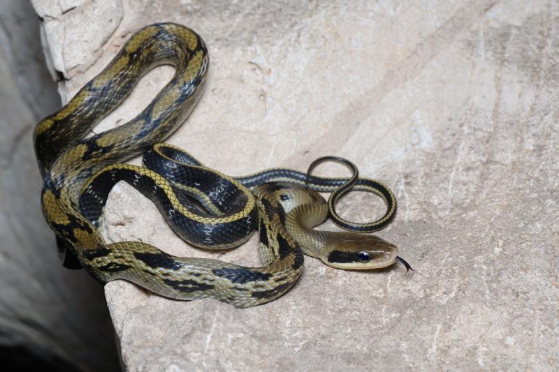 Chinese Beauty Snake