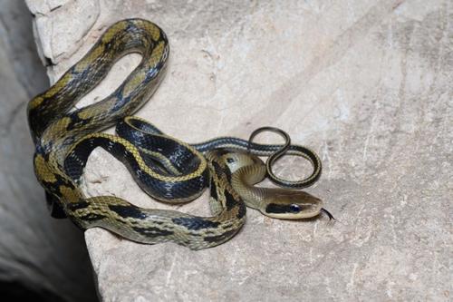 Chinese Beauty Snake