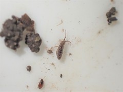 Orchesella villosa