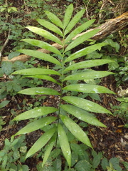Zamia prasina