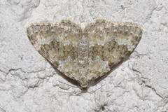 Coenotephria ablutaria