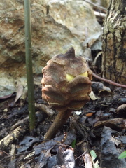 Zamia prasina