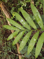 Zamia prasina