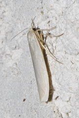 Eilema palliatella