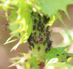 Uroleucon sonchi