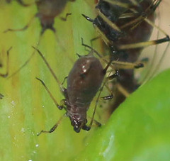 Uroleucon sonchi