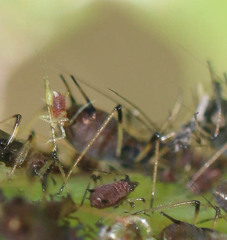 Uroleucon sonchi