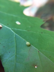 Zopheroteras hubbardi