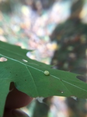 Zopheroteras hubbardi