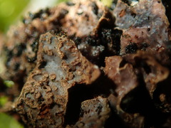 Nectriopsis rubefaciens