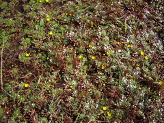 Ludwigia sedoides
