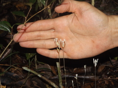 Voyria parasitica