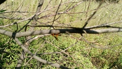 Insecta