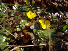 Ludwigia sedoides