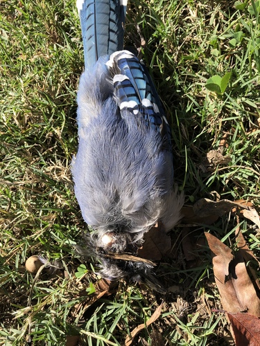 Blue Jay photographed in Mississippi