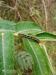 Lepidoptera