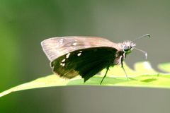 Ephyriades brunnea