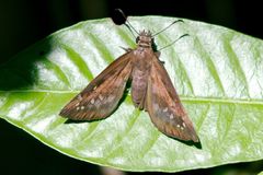 Ephyriades brunnea