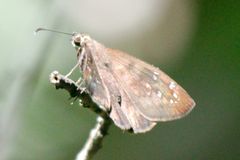 Ephyriades brunnea