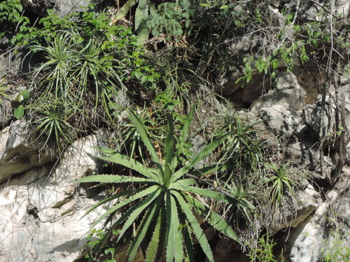 Agave xylonacantha
