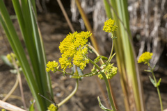 Flaveria chlorifolia