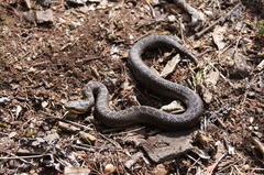 Crotalus triseriatus